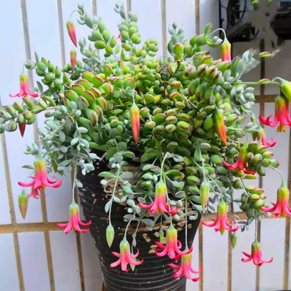 2 Trailing Cotyledon Pendens Live Plants, Houseplant, 2 Inch Pot