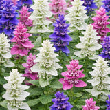 4 Random Salvia Sage Bushes, Bloom Plant, 4-6 Inch Tall