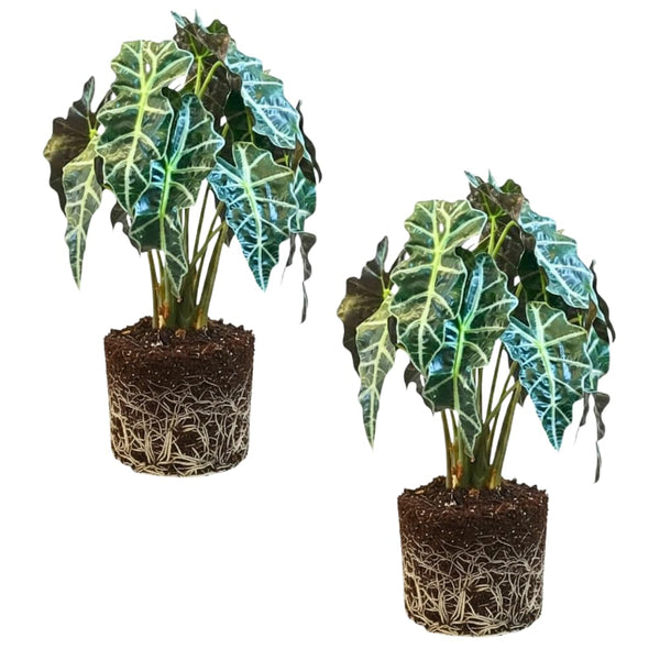 2 Alocasia Live Plant, Black Green Alocasia Plants Live, 1-2 Ft Tall