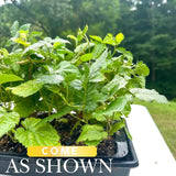 3 Black Raspberry Live Plants, 3-5 Inch Tall