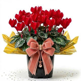 Red Cyclamen Plant Live, Indoor Outdoor Flower, 4 Inch Pot