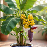 Tiny Banana Plant Live, Sweet Fruit Banana Tree 4-7 Inch Tall