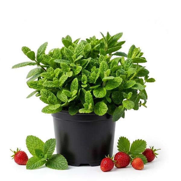 Mint Live Plant, Indoor Outdoor Herb Plant, 2-3 Inch Tall