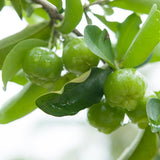 Surinam Cherry Tree Live, Patio Container Plant, 4-7 Inch Tall