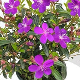 Purple Tibouchina Princess Live Plant, Garden Shrub, 3-5 Inch Tall