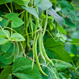 Green Bean Plants Live, Patio Container Plant, 4-6 Inch Tall, 4 Inch Pot