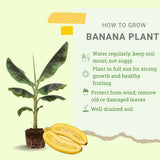 Dwarf Cavendish Banana Plant Live, Sweet Fruit Banana Tree 4-7 Inch Tall
