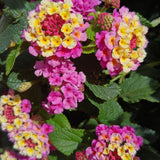 2 Ham and Eggs Lantana Live Plants, Lantana Flower Plant, 4-7 Inch Tall
