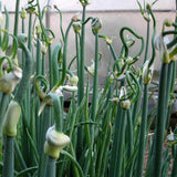 100 Egyptian Walking Onion Seeds, Heirloom Onion Seeds