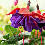 Blue Fuchsia Live Plant, Long Blooming Flower, 4-8 Inch Tall, 5 Inch Pot