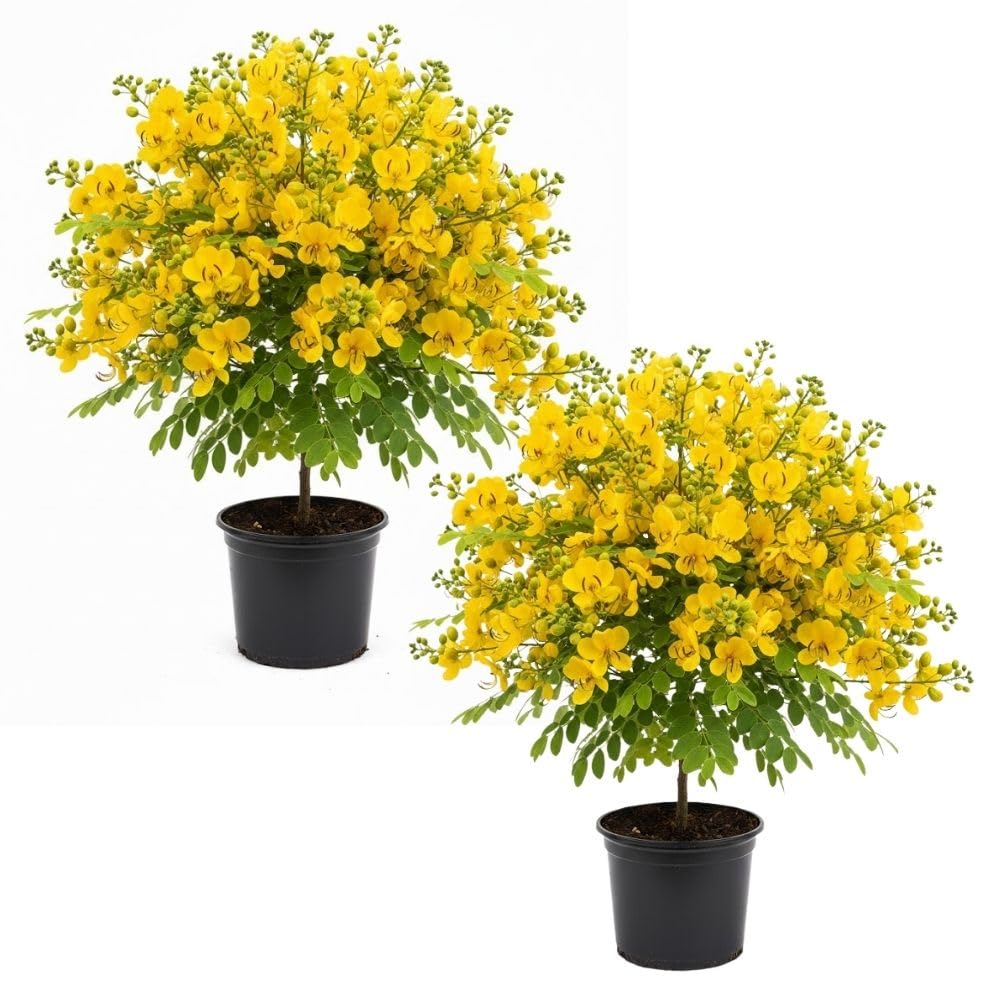 Set 2 Yellow Christmas Winter Cassia Plants Live, 4-8 Inch Tall