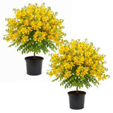 Set 2 Yellow Christmas Winter Cassia Plants Live, 4-8 Inch Tall