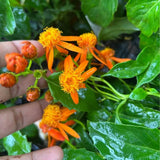 Set of 4 Mexican Flame Vine Plants Live 4-7 Inch Tall