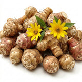 8 Oz Jerusalem Artichoke Tubers, Raised Bed Vegetable Roots
