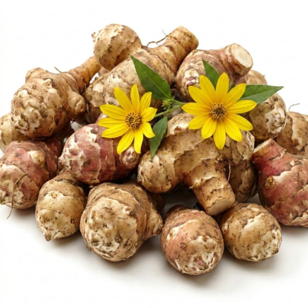 8 Oz Jerusalem Artichoke Tubers, Raised Bed Vegetable Roots