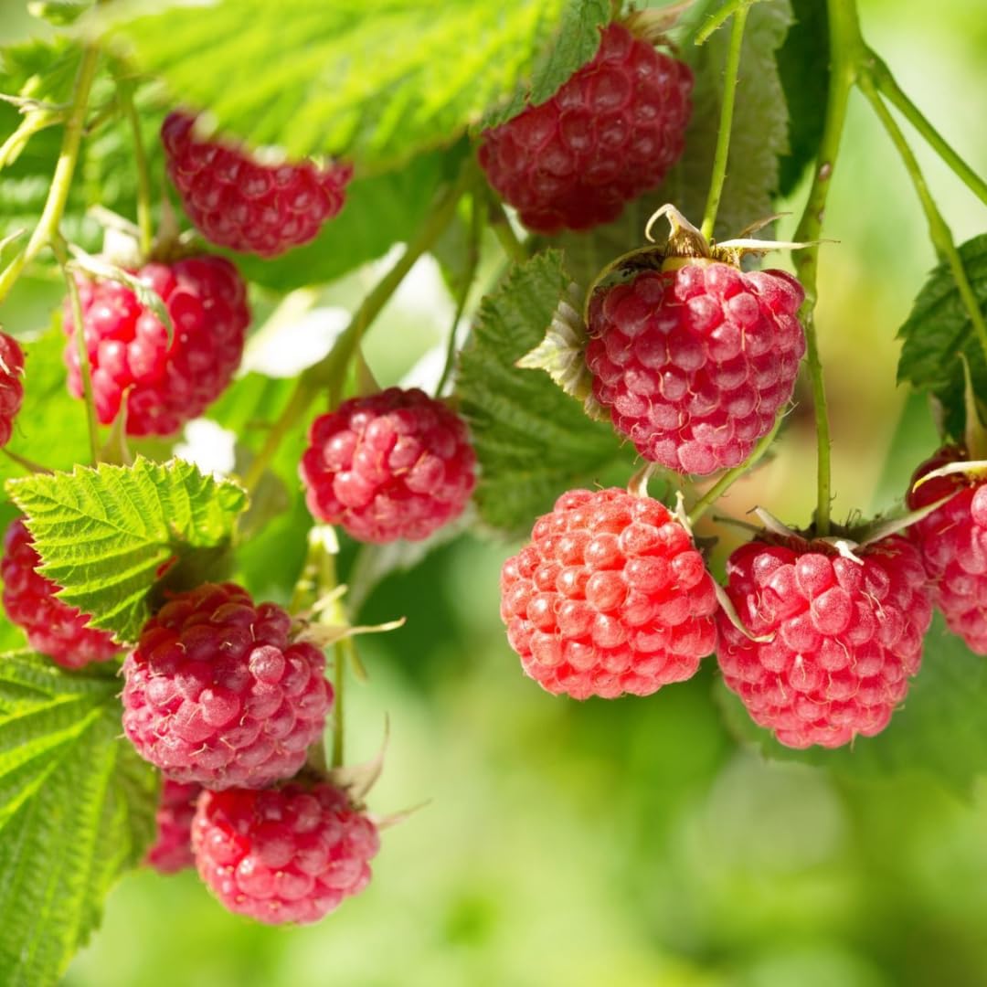 3 Red Caroline Raspberry Plants Live, Ready to Grow Plant, 4-6 Inch Tall