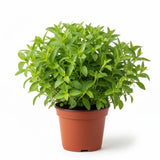 4 Stevia Live Plants, Home Garden Plant, 4-6 Inch Tall
