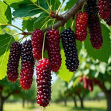 Illinois Everbearing Mulberry Fruit Plant Live 6-8 Inches Tall