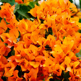 2 Orange Bougainvillea Live Plants, Garden Plant, 4-6 Inch Tall