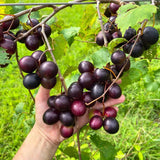 3 Muscadine Grape Plants Live for Planting, Starter Plants, 3-5" Tall, No Pot, Cold Hardy, Tree Grape Vines Fruit for Spring Growing (Southern)