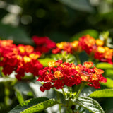 2 Bright Orange Lantana Live Plants, Lantana Flower Plant, 4-7 Inch Tall