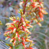 2 Red Live Cuphea Plants, Garden Plant, 4-6 Inch Tall
