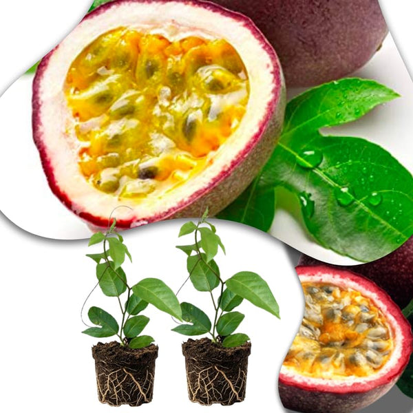 Set 2 Purple Passion Fruit Plants Live, Fast-Growing Passionfruit Vine Live Plants Tree for Full Sun Growing, Summer Planting, 4-7 Inches, No Pot, Hardy Tropical Trellis Planting