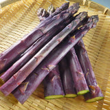 20 Purple Live Asparagus Roots, Ready to Grow Plant