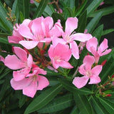 2 Pink Oleander Plants Live, Well-Rooted Starter Plant, 4-6 Inch Tall