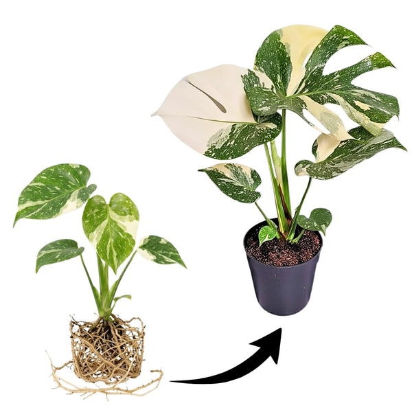 Thai Constellation Monstera Live Plant, 4-6 Inch Tall, Rare Indoor Plant