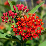 2 Red Milkweed Live Plants, Asclepias Tuberosa, 4-6 Inch Tall