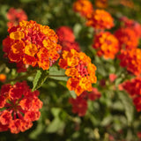 2 Bright Orange Lantana Live Plants, Lantana Flower Plant, 4-7 Inch Tall