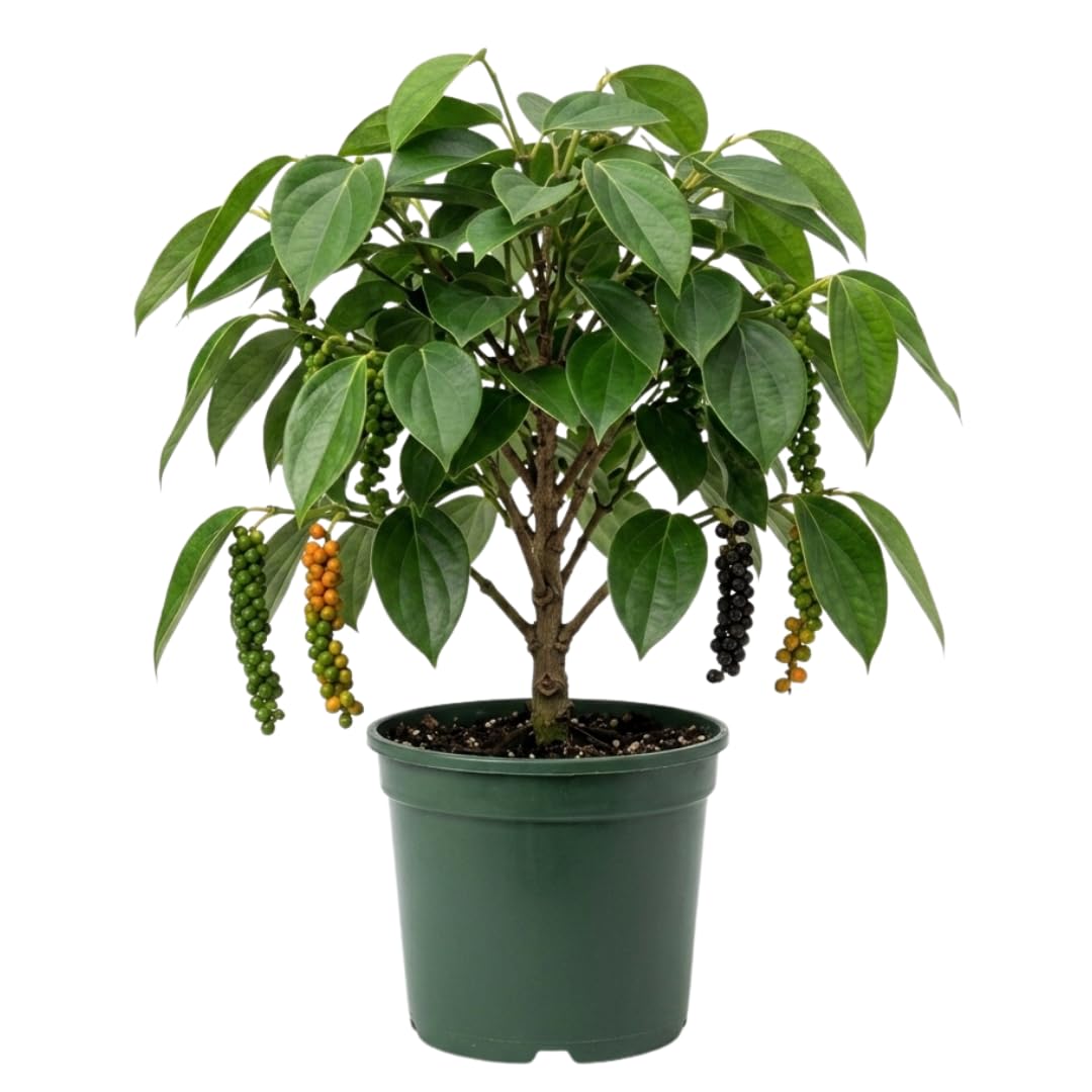 Black Pepper Live Plant, Hardy Garden Plant, 4-6 Inch Tall