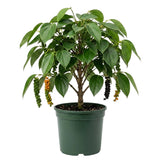Black Pepper Live Plant, Hardy Garden Plant, 4-6 Inch Tall