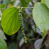 Black Pepper Plant Live, Piper Nigrum, 4 to 6 Inches Tall, No Pot, Tropical Pepper Vine for Gardens, Patios, and Containers