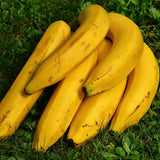 3 Dwarf Cavendish Banana Trees Plants Live, Live Tree, 3-5 Inch Tall