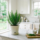 Live Rosemary Plant, Fragrant Culinary Herb Plant, 4-7 Inch Tall