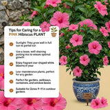 Hibiscus Plant Live, Indoor Outdoor Plant, 4-6 Inch Tall