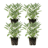 4 Purple Salvia Sage Bushes Live Plants, Bloom Plant, 4-6 Inch Tall