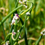 200 Walking Onion Seeds, Indoor Outdoor Plant, Cold Hardy Perennial Onion