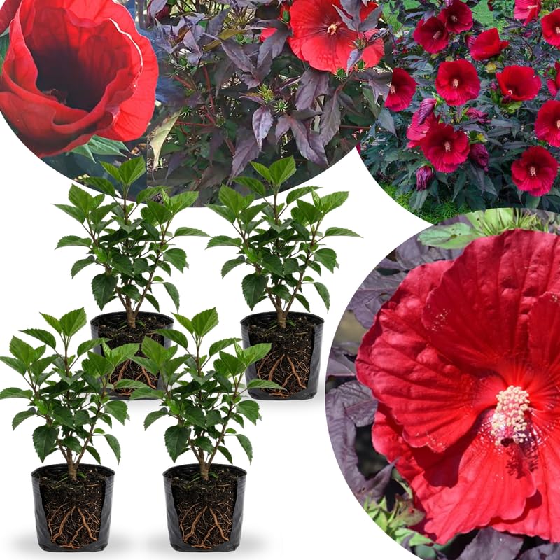 4 Black Leaf Red Hibiscus Plants Live, Large Bloom Shrub, 4-8 Inch Tall