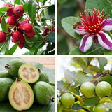 Pineapple Guava Tree Plant Live, Sweet Fruit Tree, 4-6 Inch Tall