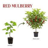 Red Mulberry Fruit Plant Live 6-8 Inches Tall