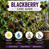 2 Triple Crown BlackBerry Live Plants, Berry Fruit Bush, 4-7 Inch Tall
