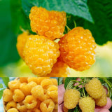2 Fall Gold Raspberry Live Plants, 4-6 Inch Tall