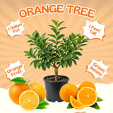 Sweet Orange Live Plant, Orange Citrus Fruit Tree, 1 Gallon Pot