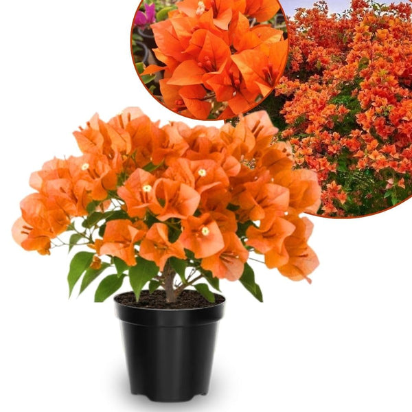 Set 2 Orange Bougainvillea Live Plant 5-7 Inch Tall