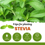 4 Stevia Live Plants, Home Garden Plant, 4-6 Inch Tall