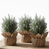 3 Blue Rosemary Plants Live, Starter Plant, 4-6 Inch Tall