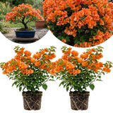 2 Orange Bougainvillea Live Plants, Long Blooming Vine, 4-9 Inch Tall